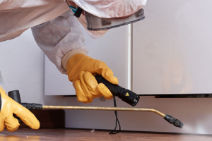 Messie Schädlingsbekämpfung Ulm